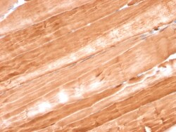 Biotium&nbsp;Myoglobin (Muscle Cell Marker)(MB/2105), CF594 conjugate, 0.1mg/mL