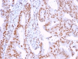 Biotium&nbsp;DMC1(2H12/4), CF594 conjugate, 0.1mg/mL