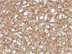 Biotium&nbsp;p14ARF(4C6/4), CF594 conjugate, 0.1mg/mL