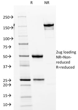 Biotium&nbsp;Cdk2 / p34cdc2 Serine-Threonine Kinase(AN4.3), 1mg/mL