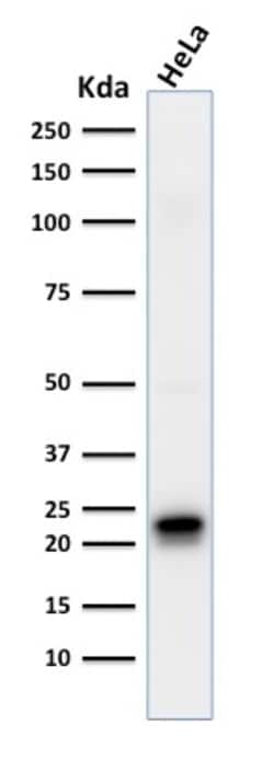 Biotium&nbsp;Ferritin, Heavy Chain (FTH) (Microglia Marker)(FTH/2081), 0.2mg/mL