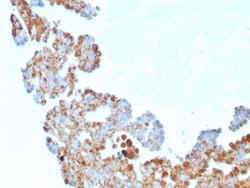 Biotium&nbsp;Cell Division Cycle 34 homolog(CPTC-CDC34-2), 0.2mg/mL