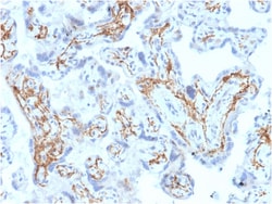 Biotium&nbsp;Glutathione S-Transferase Mu1 (GSTM1)(CPTC-GSTMu1-3), 0.2mg/mL