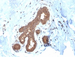 Biotium&nbsp;Glutathione S-Transferase Mu2 (GSTM2)(CPTC-GSTMu2-2), 0.2mg/mL