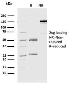 Biotium&nbsp;Geminin / DNA Replication Inhibitor(CPTC-GMMN-1), 0.2mg/mL