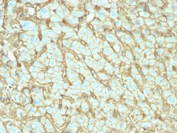 Biotium&nbsp;Albumin (Transport Protein)(ALB/2142), 1mg/mL
