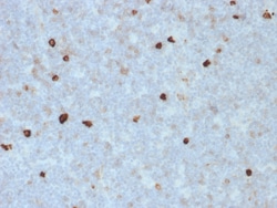 Biotium&nbsp;Human IgM (Immunoglobulin Mu Heavy Chain) (B-Cell Marker)(R1/69), 1mg/mL