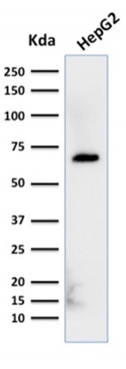 Biotium&nbsp;Albumin (Transport Protein)(ALB/2356), 0.2mg/mL