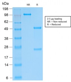 Biotium&nbsp;SOX9 / SRY-box 9(SOX9/2287R), CF568 conjugate, 0.1mg/mL