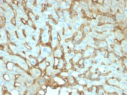 Biotium&nbsp;Albumin (Transport Protein)(ALB/2141), CF568 conjugate, 0.1mg/mL