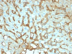 Biotium&nbsp;Albumin (Transport Protein)(ALB/2141), CF405S conjugate, 0.1mg/mL