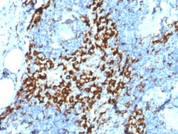 Biotium&nbsp;CD163 (Monocyte & Macrophage Marker)(M130/2164), CF640R conjugate, 0.1mg/mL