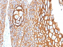 Biotium&nbsp;CD9 (TSPAN29) (Motility-Related Protein-1)(P1/33/2), CF640R conjugate, 0.1mg/mL