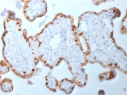 Biotium&nbsp;DNMT1 / DNA Methyltransferase 1(DNMT1/2061), CF568 conjugate, 0.1mg/mL