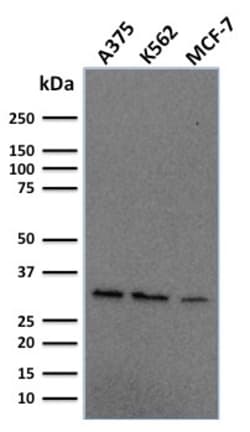 Biotium&nbsp;Replication Protein A2 (RPA2)(RPA2/2106), CF647 conjugate, 0.1mg/mL
