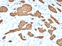 Biotium&nbsp;Cytokeratin 8 (KRT8)(KRT8/2115), CF647 conjugate, 0.1mg/mL