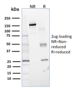 Biotium&nbsp;Lactoylglutathione Lyase(CPTC-GLO1-1), CF647 conjugate, 0.1mg/mL