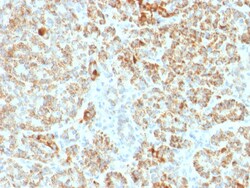 Biotium&nbsp;Frataxin (Marker of Friedreich Ataxia)(FXN/2124), CF405S conjugate, 0.1mg/mL