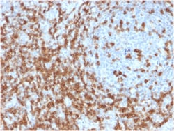 Biotium&nbsp;CD5 (Mantle Cell Lymphoma Marker)(CD5/2419), CF405S conjugate, 0.1mg/mL