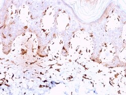 Biotium&nbsp;Collagen VII(LH7.2), CF405S conjugate, 0.1mg/mL