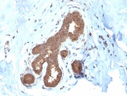 Biotium&nbsp;Glutathione S-Transferase Mu2 (GSTM2)(CPTC-GSTMu2-2), CF647 conjugate, 0.1mg/mL