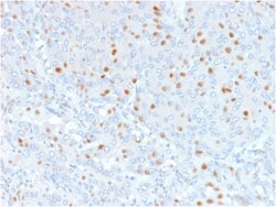 Biotium&nbsp;Annexin A1 / (Hairy Cell Leukemia Marker)(6E4/3), CF647 conjugate, 0.1mg/mL