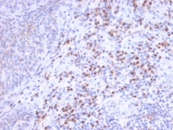 Biotium&nbsp;RCAS1 / Estrogen Receptor Binding Site Associated, Antigen 9(CPTC-EBAG9-1), CF647 conjugate, 0.1mg/mL