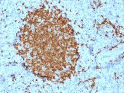 Biotium&nbsp;BOB.1 (B-Cell Marker)(BOB1/2421), CF405S conjugate, 0.1mg/mL