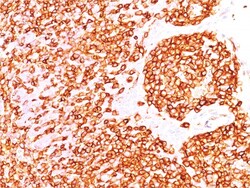 Biotium&nbsp;CD45 / LCA (B-Cell Marker)(rPTPRC/1460), CF405M conjugate, 0.1mg/mL