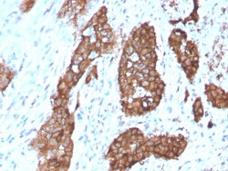 Biotium&nbsp;PDZ and LIM Domain 1(CPTC-PDLIM1-1), CF647 conjugate, 0.1mg/mL