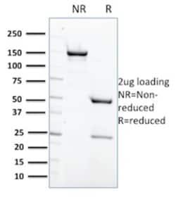 Biotium&nbsp;Protein Tyrosine Phosphatase, non-receptor type 6(CPTC-PTPN6-2), CF647 conjugate, 0.1mg/mL