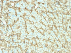 Biotium&nbsp;Albumin (Transport Protein)(ALB/2142), CF647 conjugate, 0.1mg/mL