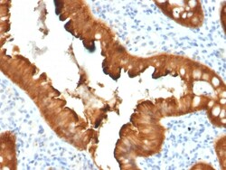 Biotium&nbsp;Villin (GI-Mucosal & Urogenital Brush Border Marker)(VIL1/2376), CF640R conjugate, 0.1mg/mL