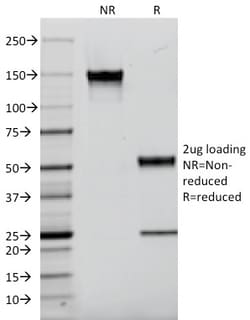 Biotium&nbsp;EGFR (Epidermal Growth Factor Receptor)(F4), CF647 conjugate, 0.1mg/mL