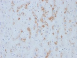 Biotium&nbsp;Cytochrome p450(M12P4H2), CF647 conjugate, 0.1mg/mL