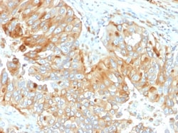 Biotium&nbsp;HLA-DRB (MHC II)(DA2), CF405S conjugate, 0.1mg/mL