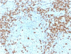 Biotium&nbsp;CD5 (Mantle Cell Lymphoma Marker)(CD5/2418), CF405S conjugate, 0.1mg/mL