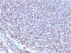 Biotium&nbsp;NKX2.2 (Neuroendocrine & Ewing's Sarcoma Marker)(NX2/2198R), CF405S conjugate, 0.1mg/mL