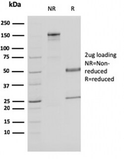 Biotium&nbsp;Malate dehydrogenase 1 NAD (soluble)(CPTC-MDH1-1), CF640R conjugate, 0.1mg/mL