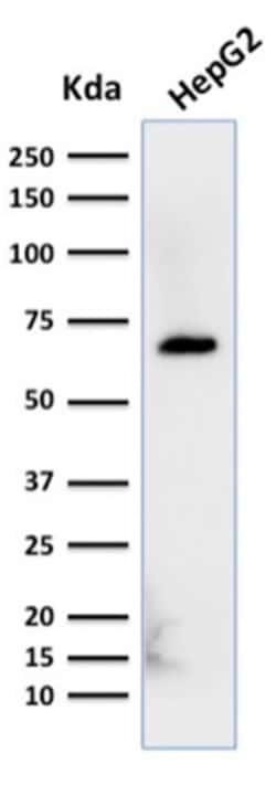 Biotium&nbsp;Albumin (Transport Protein)(ALB/2356), CF405S conjugate, 0.1mg/mL