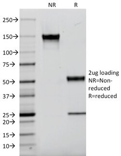 Biotium&nbsp;EGFR (Epidermal Growth Factor Receptor)(F4), CF405S conjugate, 0.1mg/mL