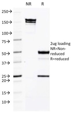 Biotium&nbsp;CD50 / ICAM3(CG106), CF405S conjugate, 0.1mg/mL