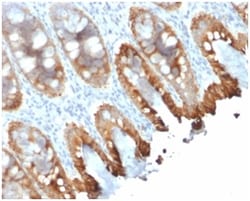 Biotium&nbsp;Cytokeratin 8/18(rKRT8.18/1346), CF647 conjugate, 0.1mg/mL