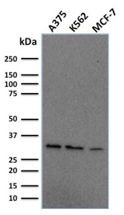 Biotium&nbsp;Replication Protein A2 (RPA2)(RPA2/2106), CF640R conjugate, 0.1mg/mL
