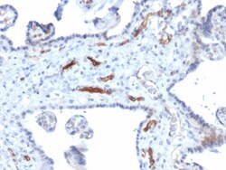 Biotium&nbsp;Podocalyxin (PODXL) (Hematopoietic Stem Cell Marker)(PODXL/2184), CF640R conjugate, 0.1mg/mL