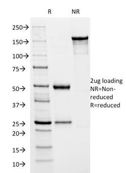 Biotium&nbsp;HSV1 (Herpes Simplex Virus Type I) ICP8(HSVI/2045), CF647 conjugate, 0.1mg/mL