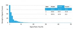 Biotium&nbsp;ERCC1 / RAD10 (Tumor Progression Marker)(ERCC1/2318), CF640R conjugate, 0.1mg/mL