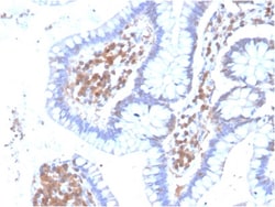 Biotium&nbsp;MAPK14(CPTC-MAPK14-1), CF647 conjugate, 0.1mg/mL