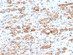 Biotium&nbsp;HSP60 (Heat Shock Protein 60) (Mitochondrial Marker)(CPTC-HSPD1-1), CF647 conjugate, 0.1mg/mL