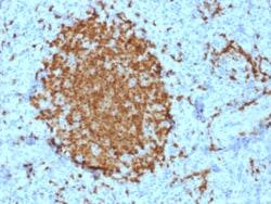 Biotium&nbsp;BOB.1 (B-Cell Marker)(BOB1/2421), CF647 conjugate, 0.1mg/mL